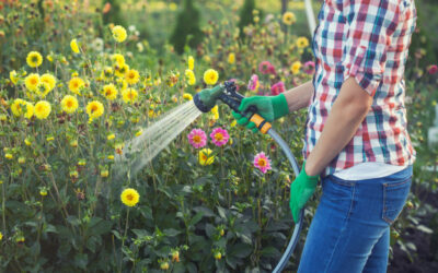 woman watering flowers from a hose with a sprayer in the garden on a sunny summer day.