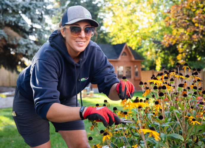 Triming sunflowers